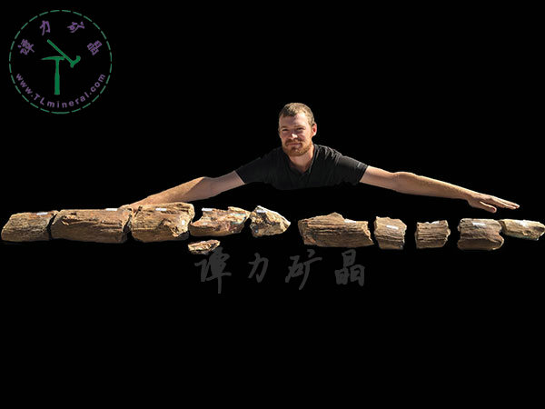 基尼斯之最-歐泊王，210cm,澳大利亞